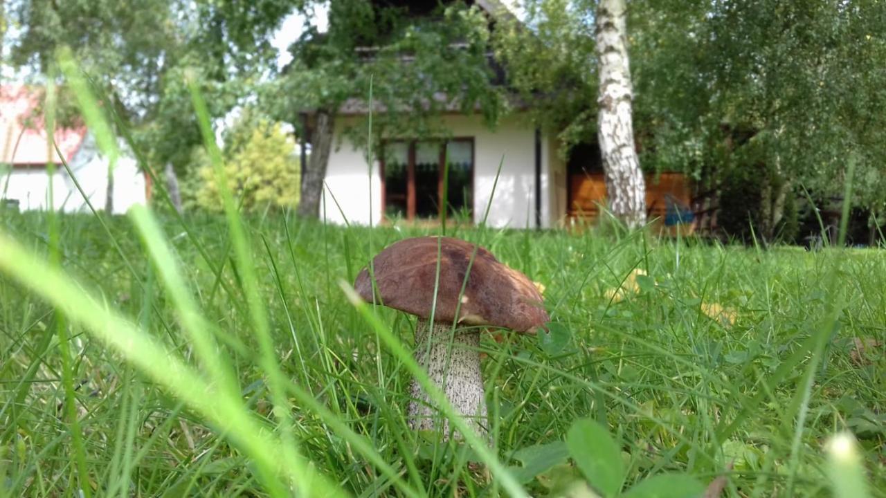 Bies Czadowy Zakatek Ustrzyki Dolne